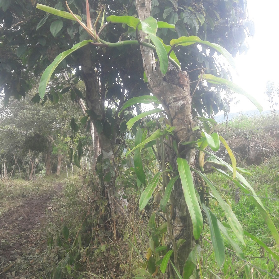 Philodendron bonifaziae