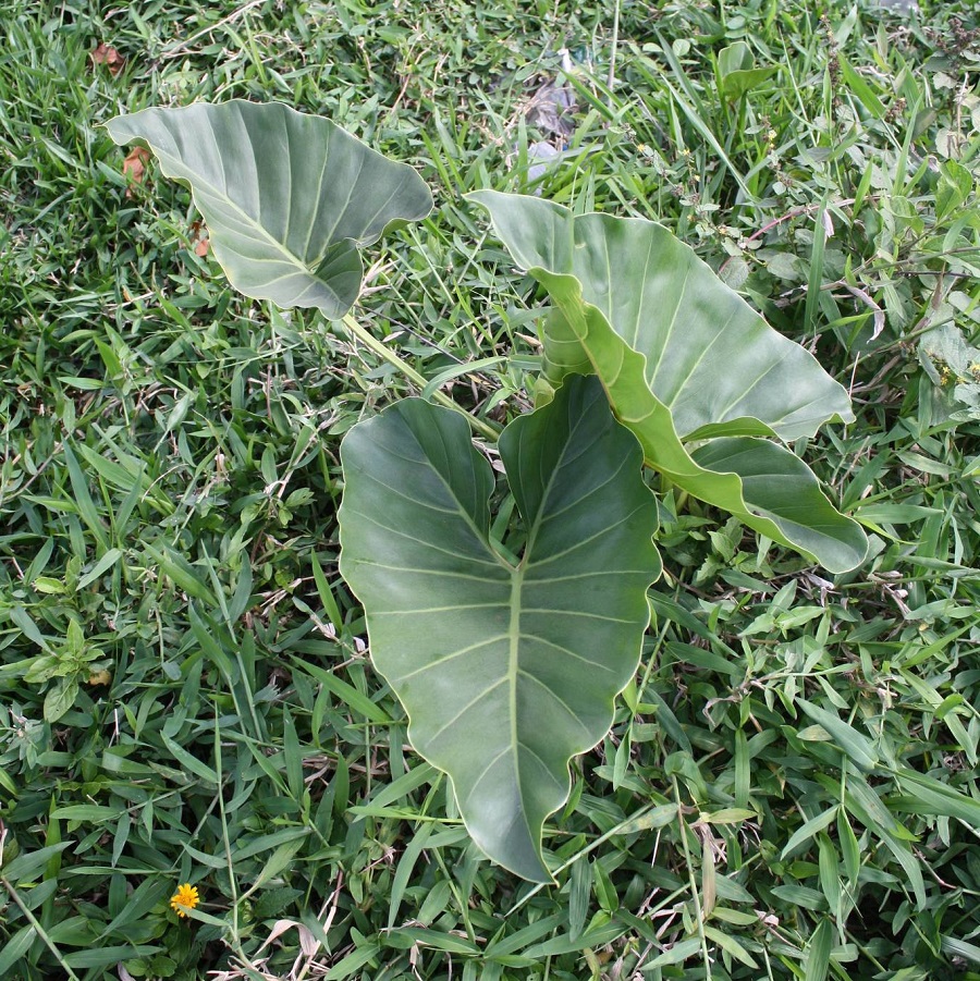 Philodendron brasiliense