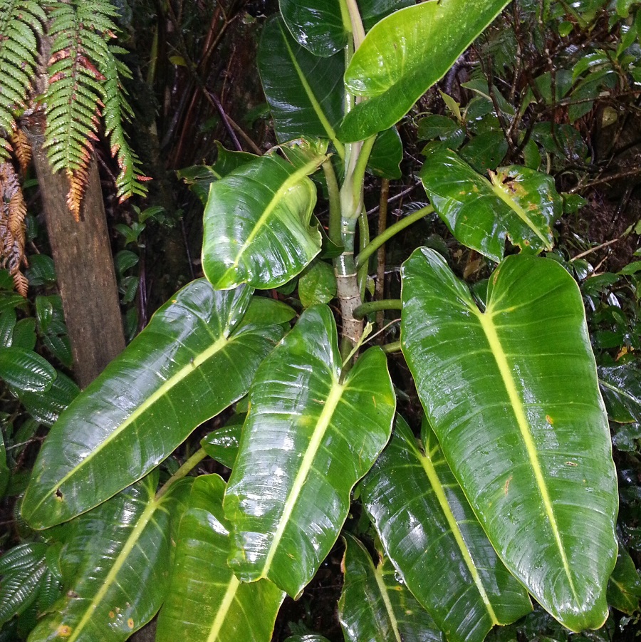 Philodendron brenesii