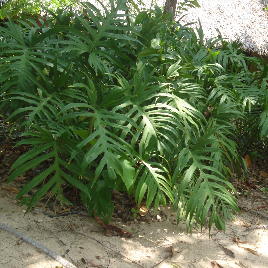 Philodendron cardosoi