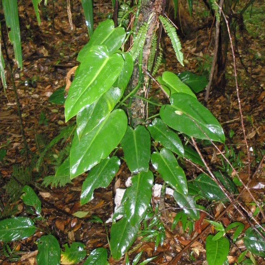 Philodendron consanguineum