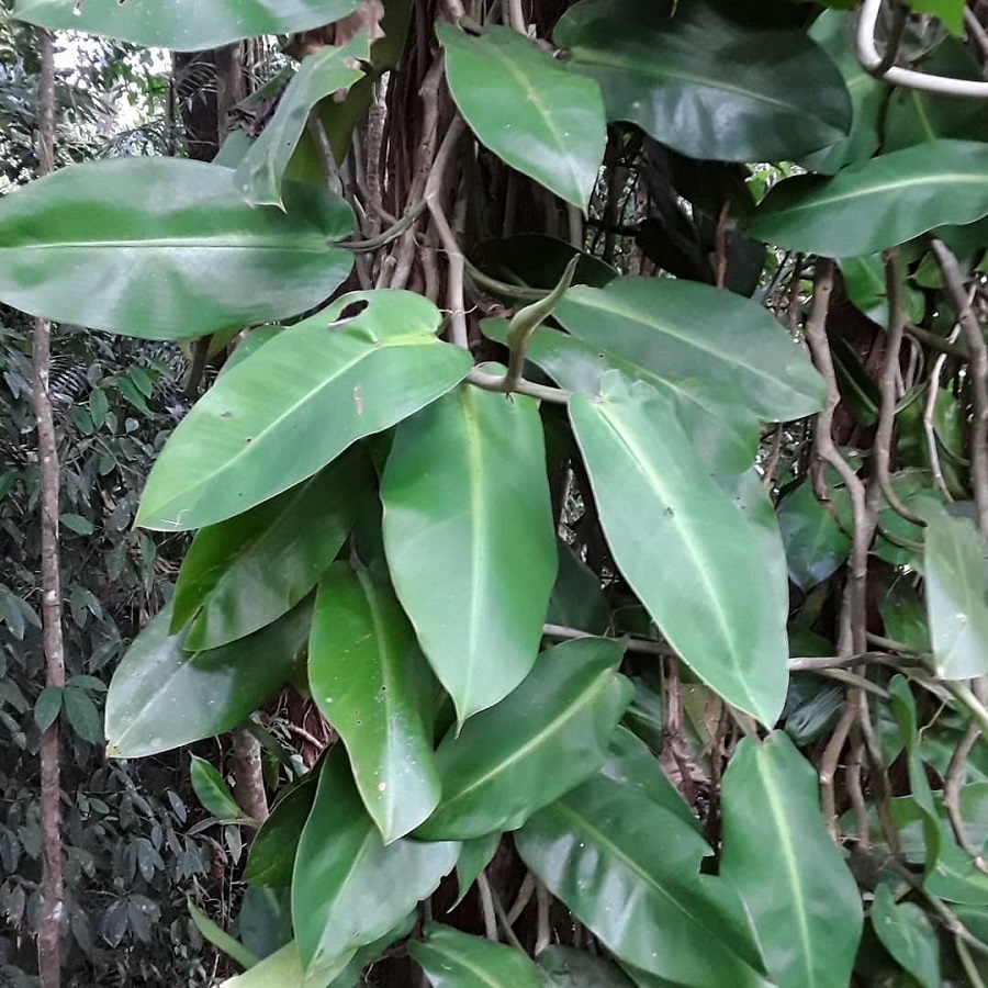 Philodendron correae