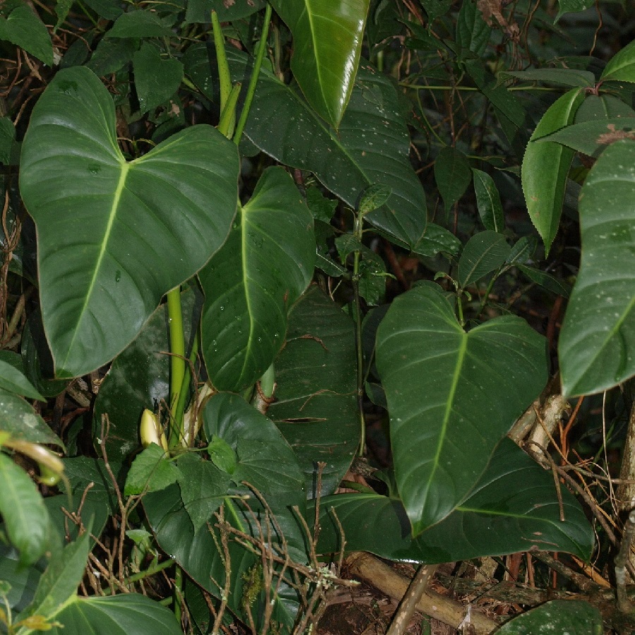Philodendron daniellii