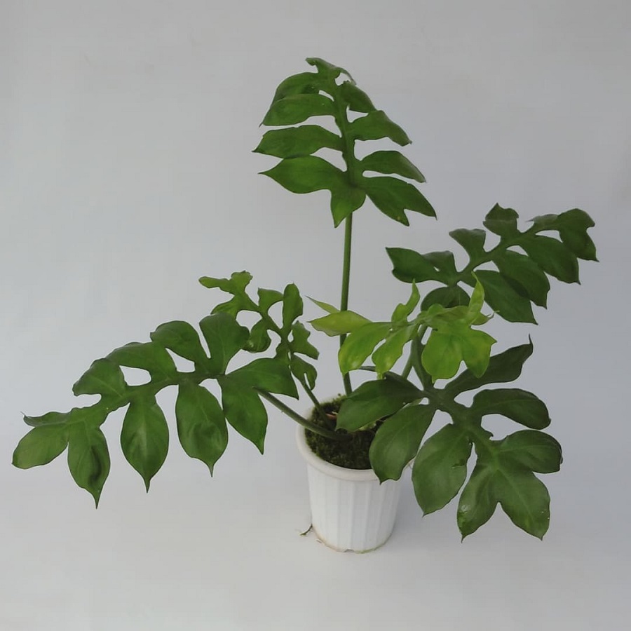 Philodendron distantilobum
