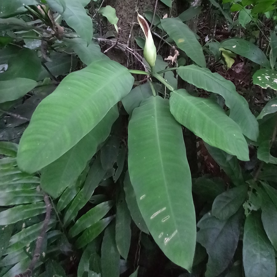 Philodendron duckei