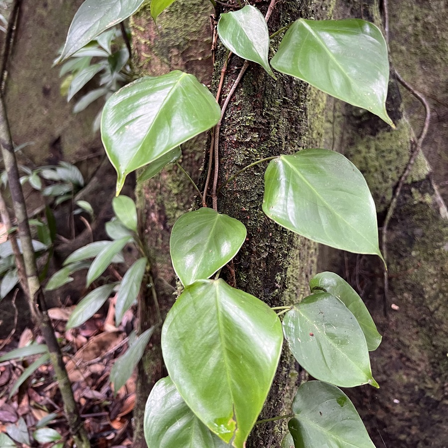 Philodendron ecordatum
