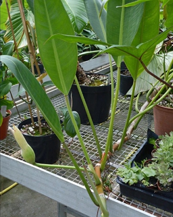 Philodendron edmundoi