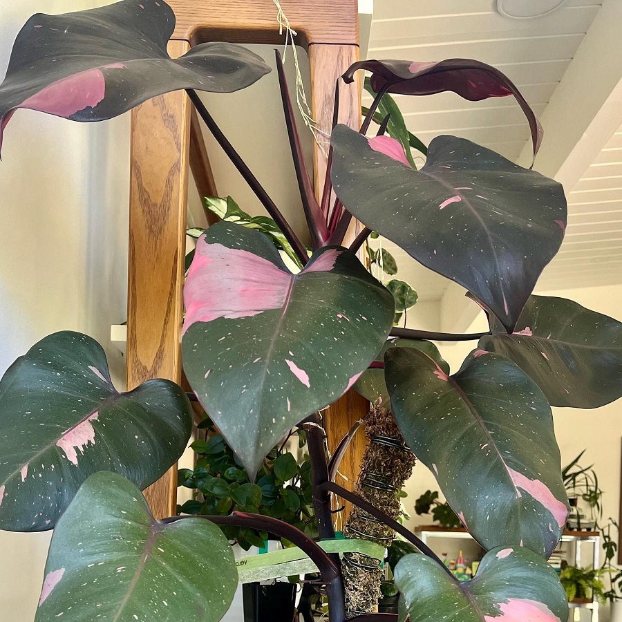 Philodendron erubescens 'Pink Princess'