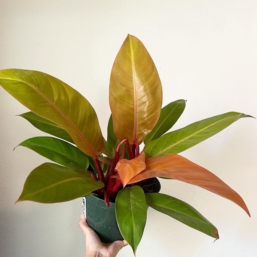 Philodendron erubescens 'Prince of Orange'