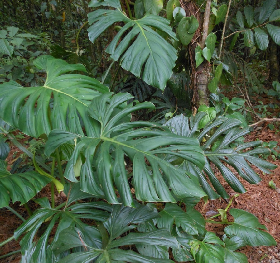 Philodendron findens