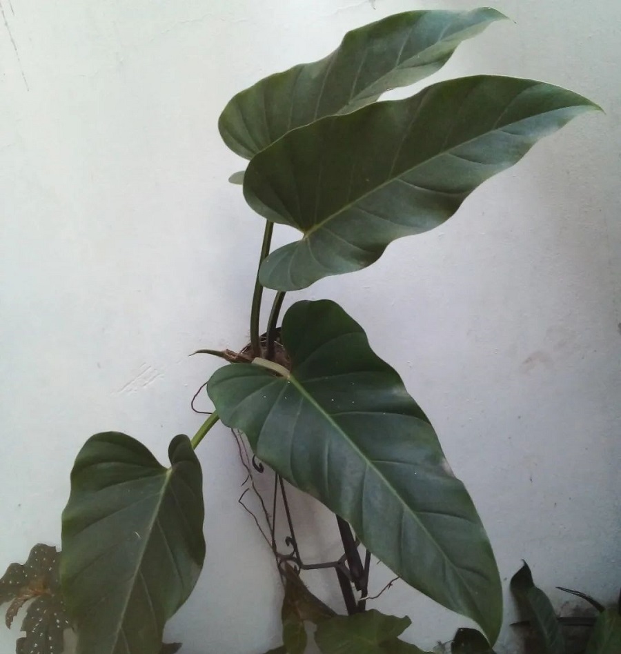 Philodendron fragrantissimum