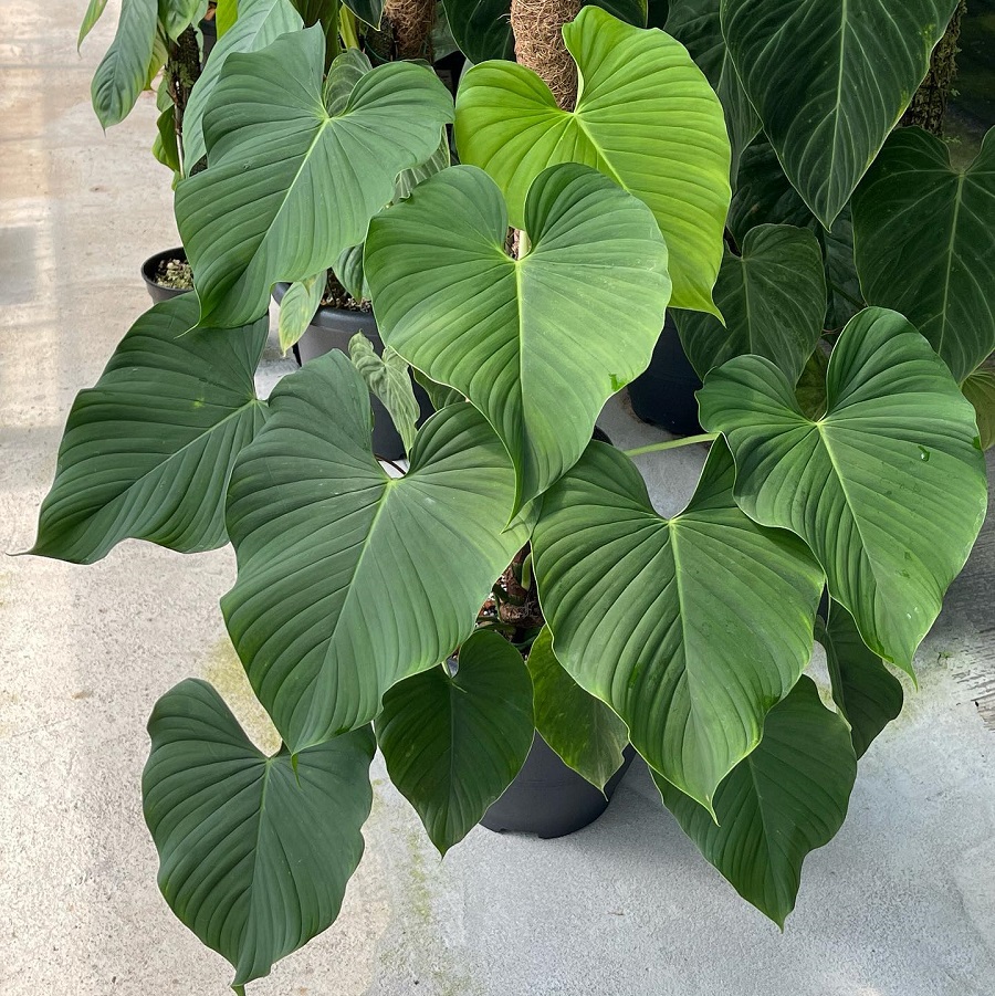 Philodendron grandipes