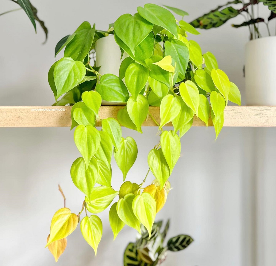 Philodendron hederaceum 'Lemon Lime'