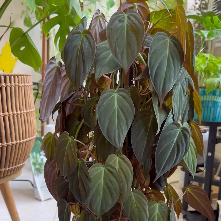Philodendron hederaceum var. hederaceum 'Micans'