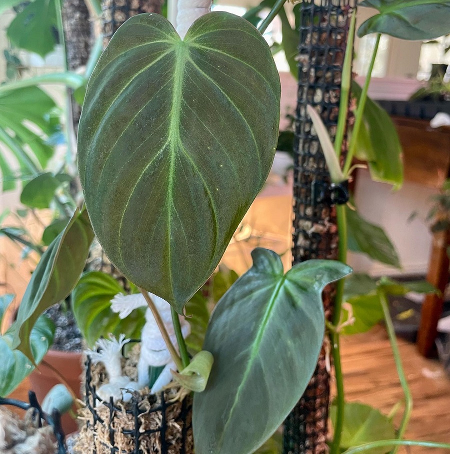 Philodendron hederaceum var. kirkbridei