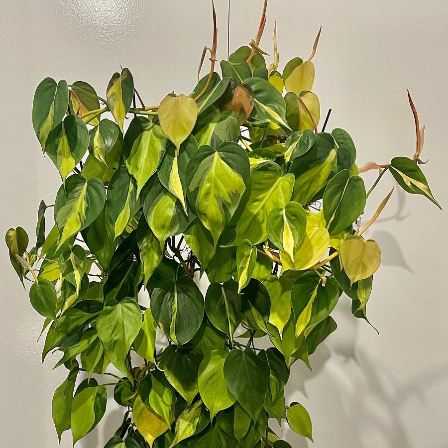 Philodendron hederaceum var. oxycardium 'Brasil'