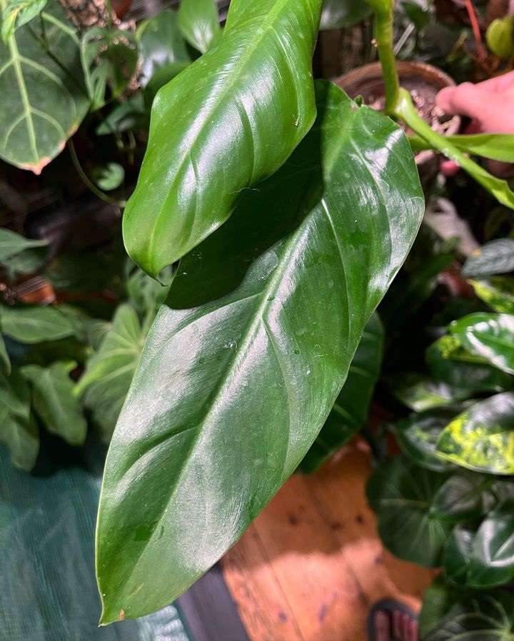 Philodendron heleniae