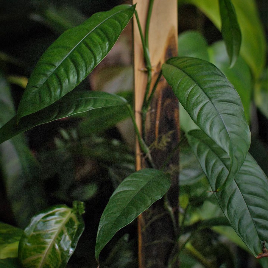 Philodendron inaequilaterum