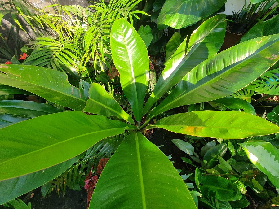 Philodendron insigne