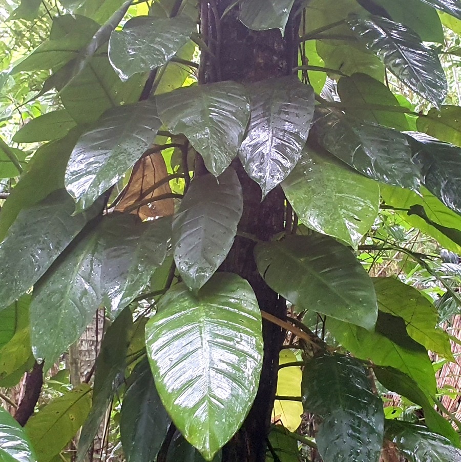 Philodendron lingulatum