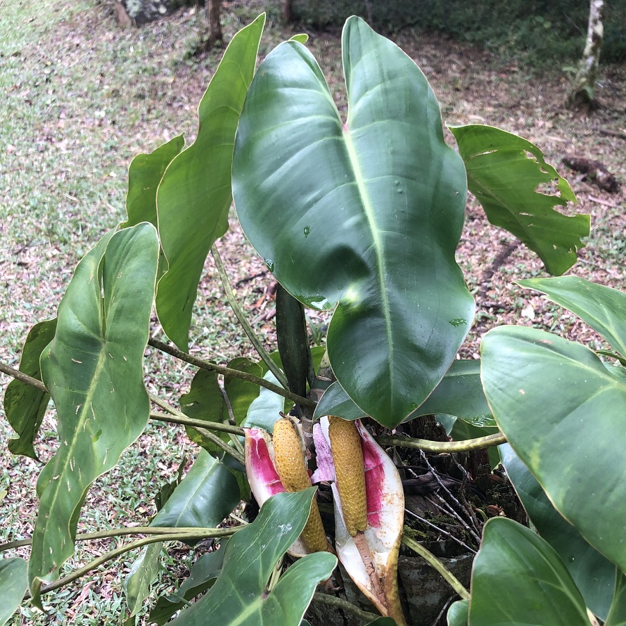 Philodendron loefgrenii