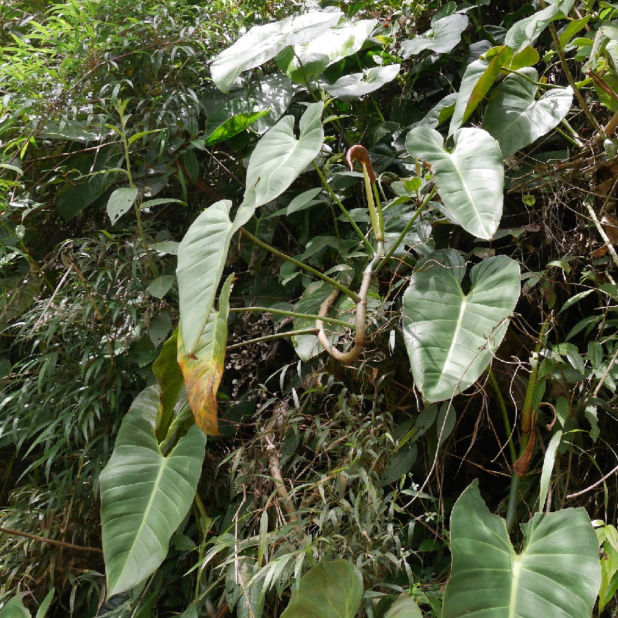 Philodendron longirrhizum