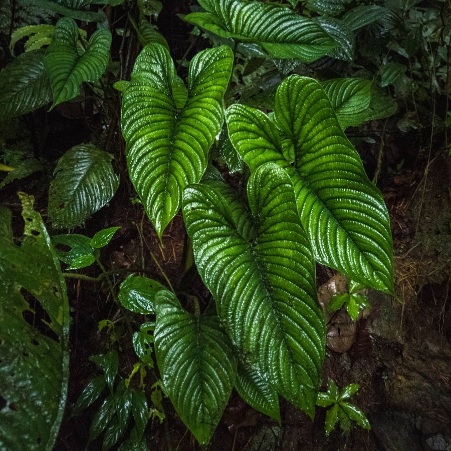 Philodendron lynnhannoniae