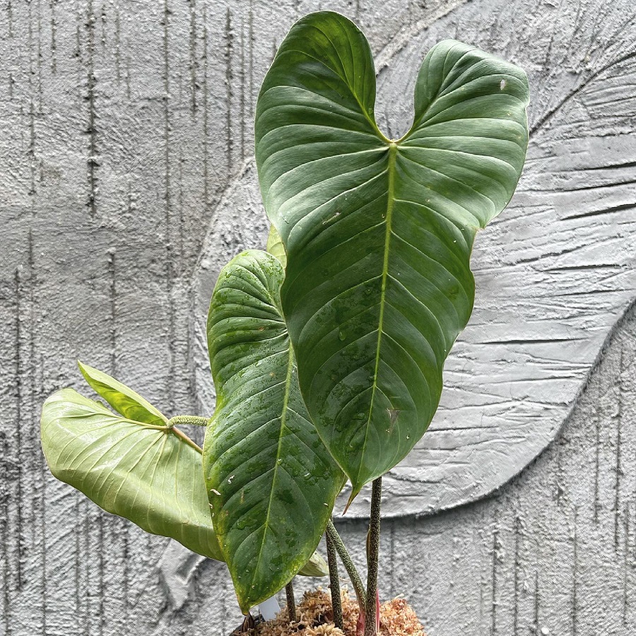 Philodendron magnum