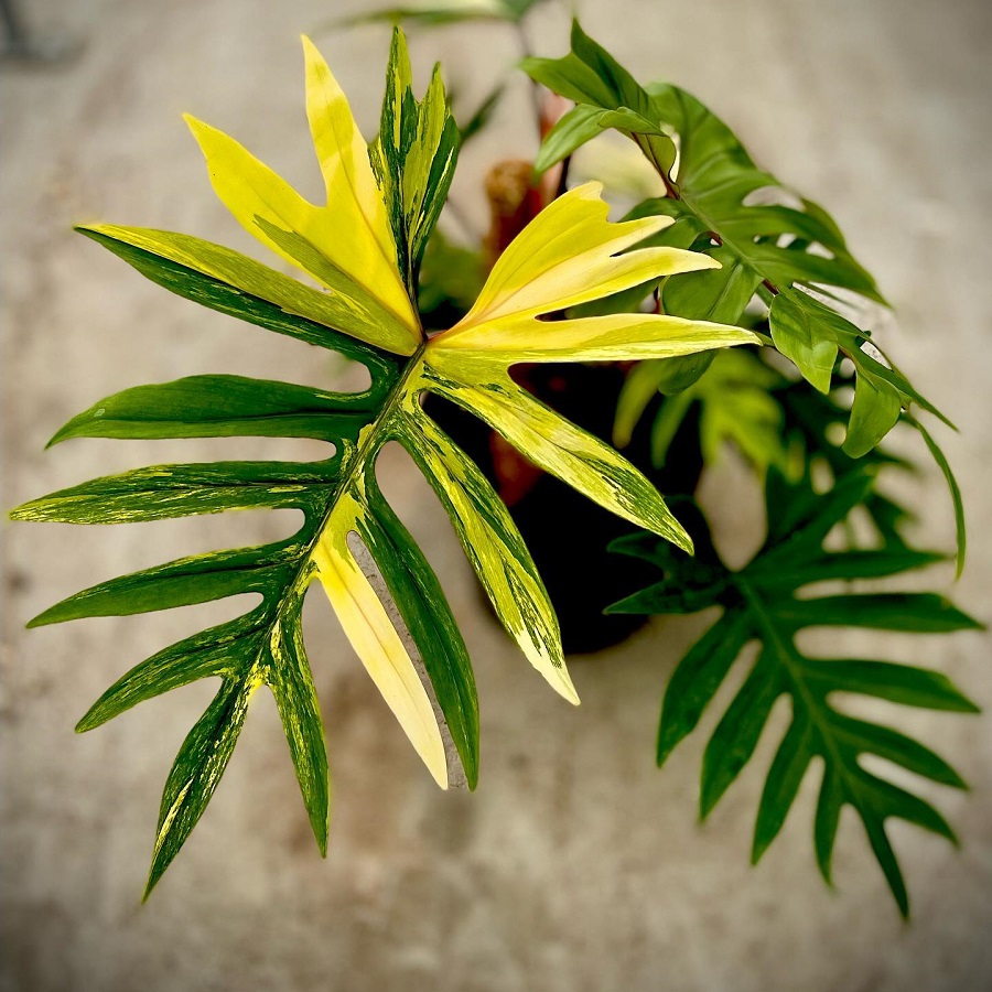 Philodendron mayoi Variegated
