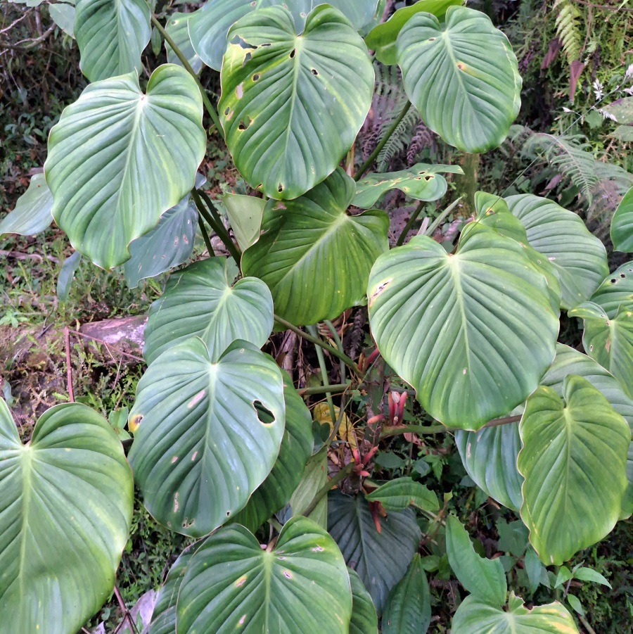 Philodendron merenbergense