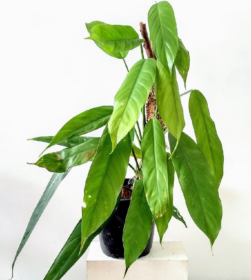 Philodendron oblongum