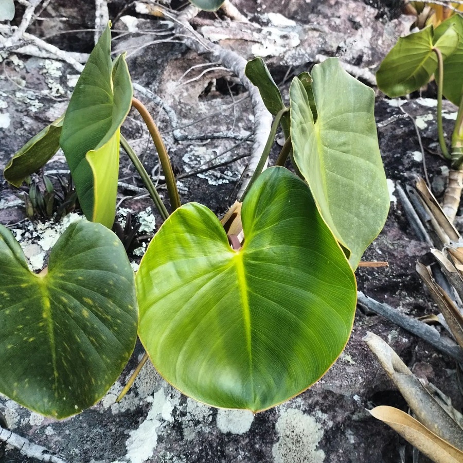 Philodendron pachyphyllum