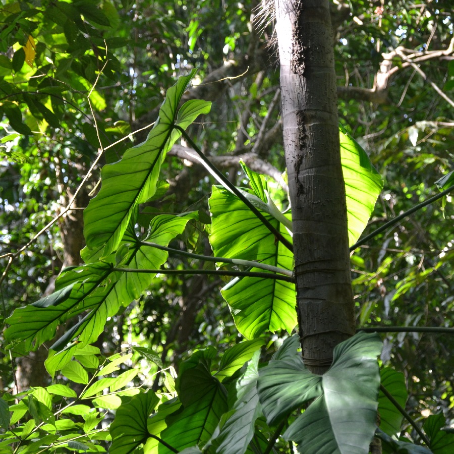 Philodendron panamense