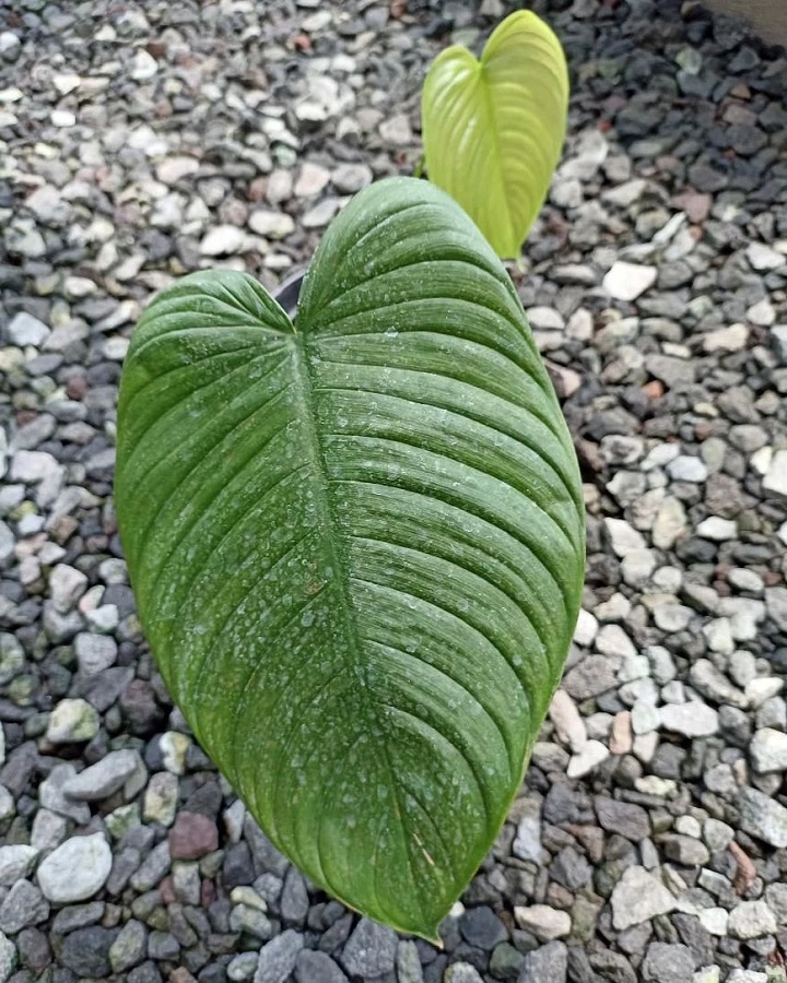 Philodendron planadense