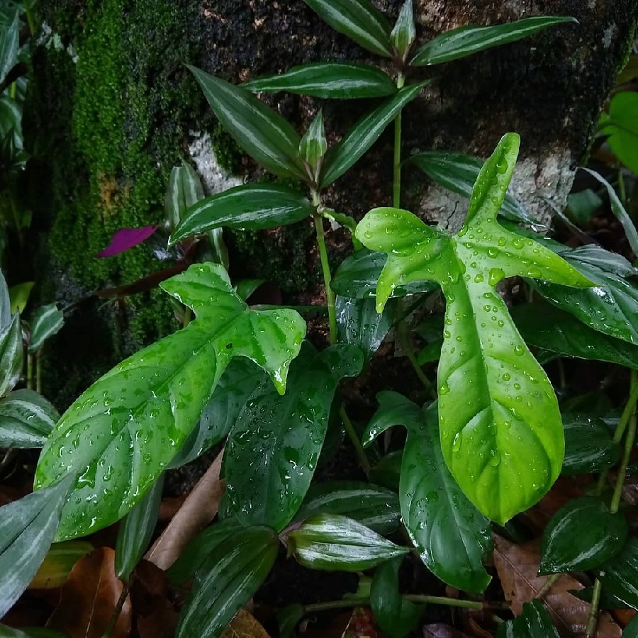 Philodendron quinquelobum