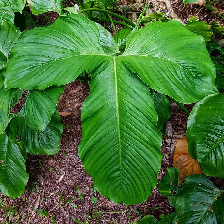 Philodendron rothschuhianum