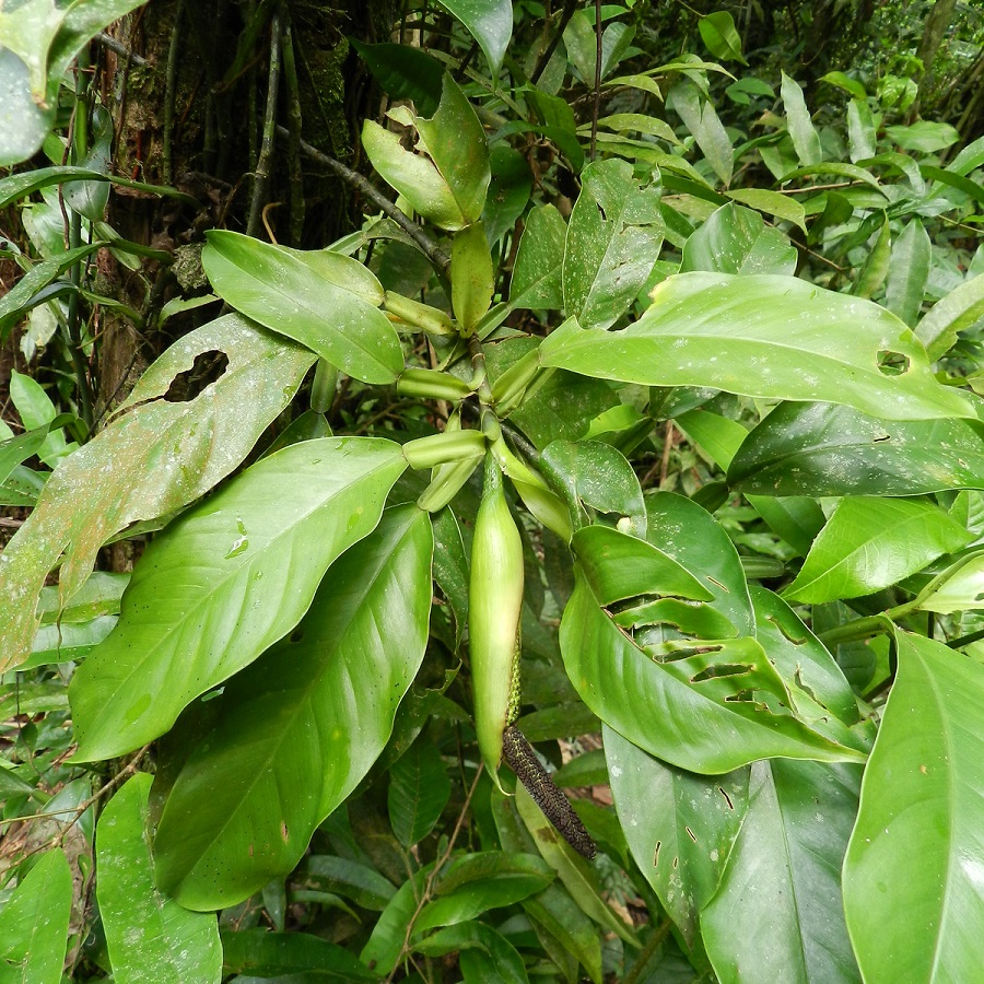 Philodendron rudgeanum