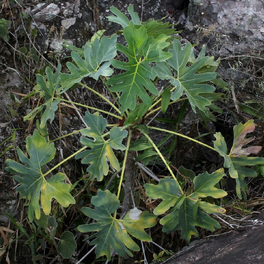 Philodendron saxicola