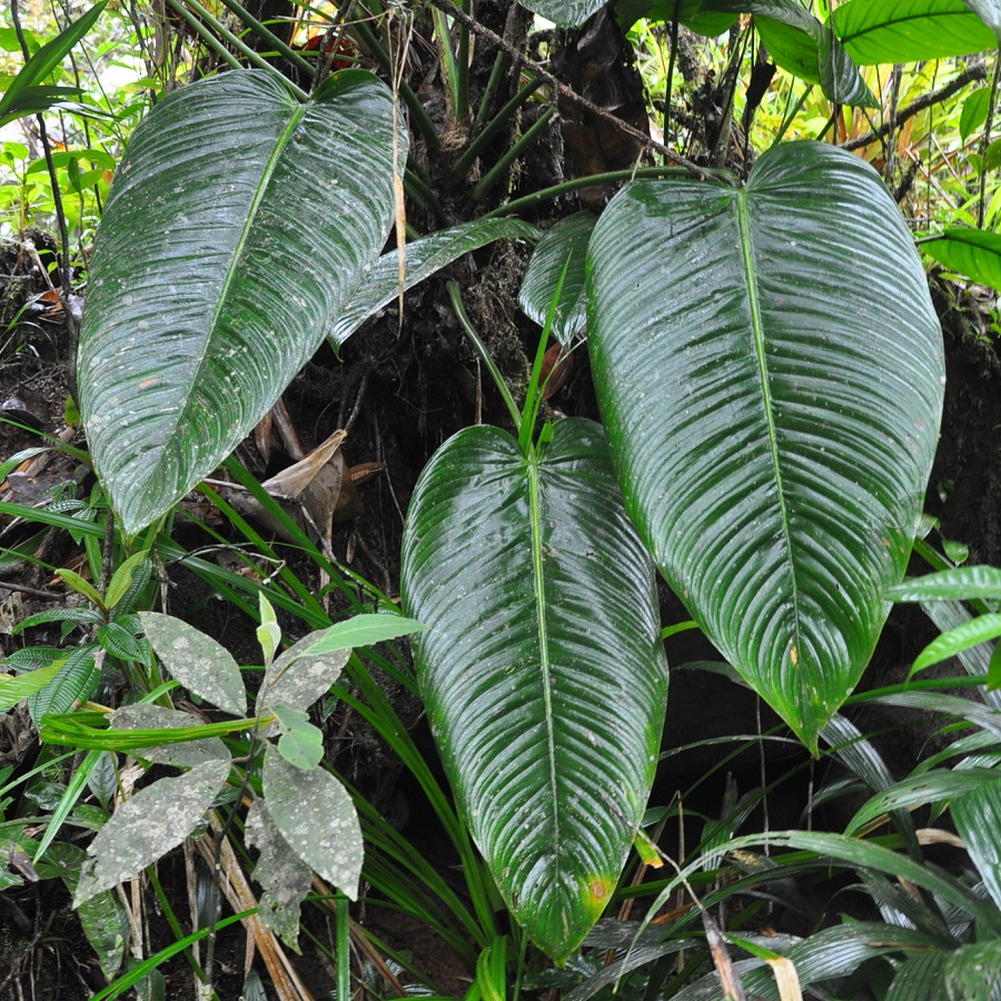 Philodendron scalarinerve