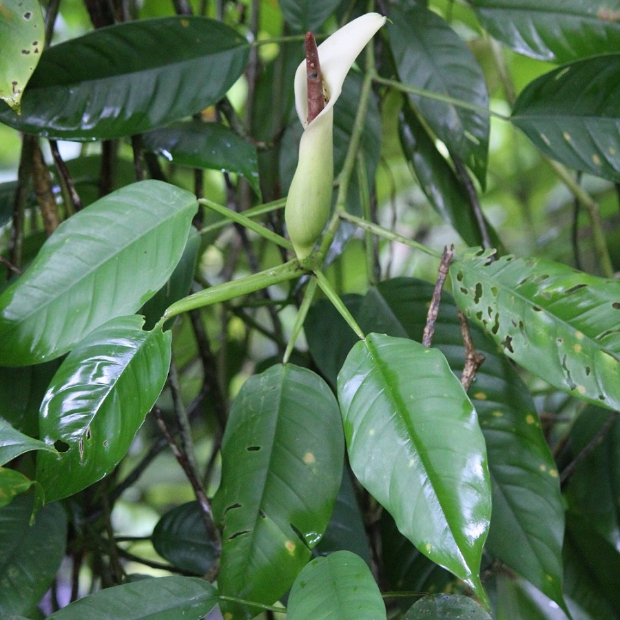 Philodendron seguine