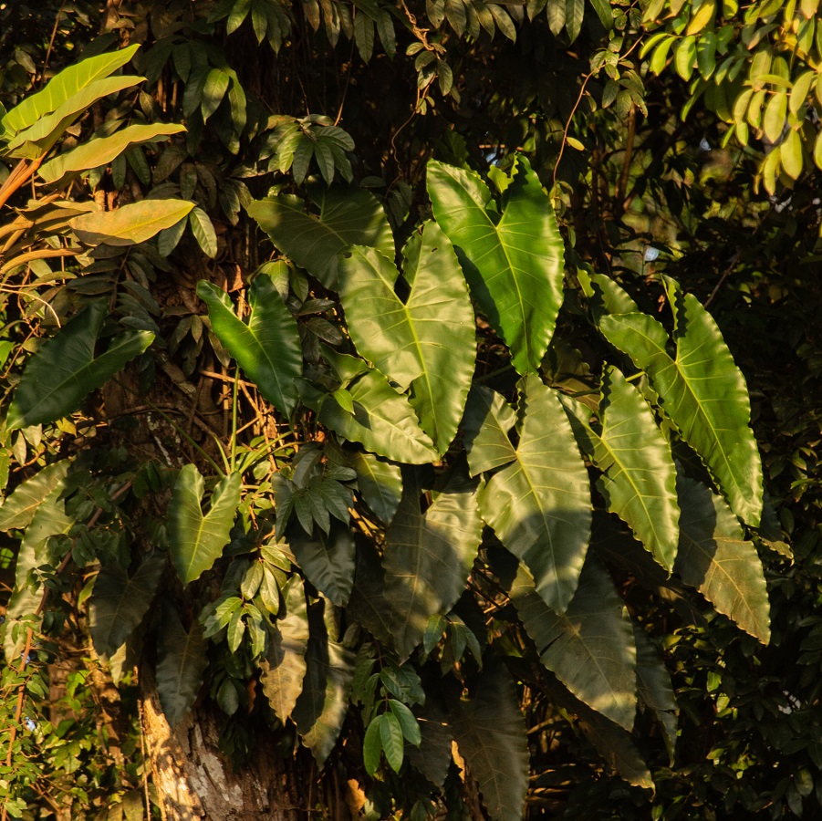 Philodendron solimoesense