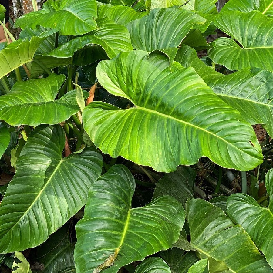 Philodendron sparreorum