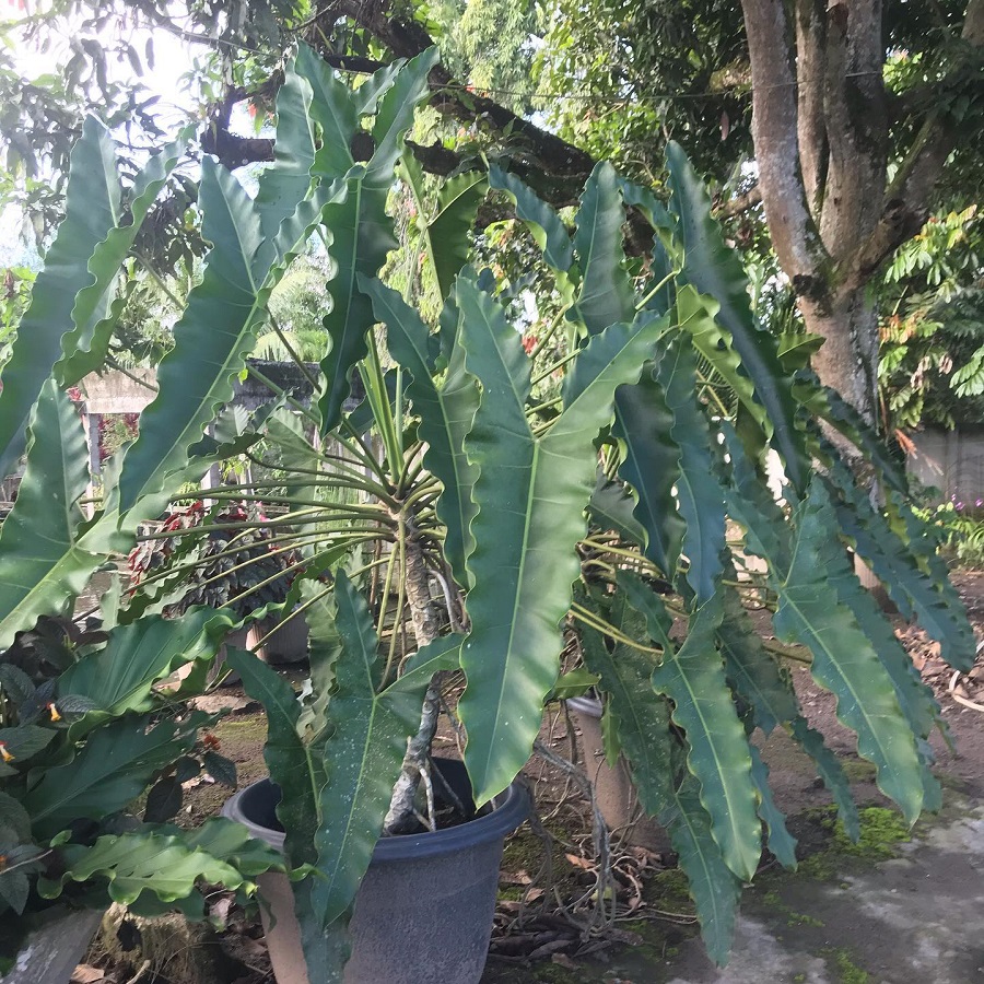 Philodendron stenolobum