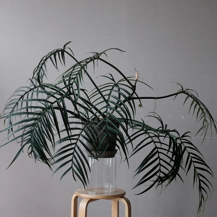 Philodendron tortum