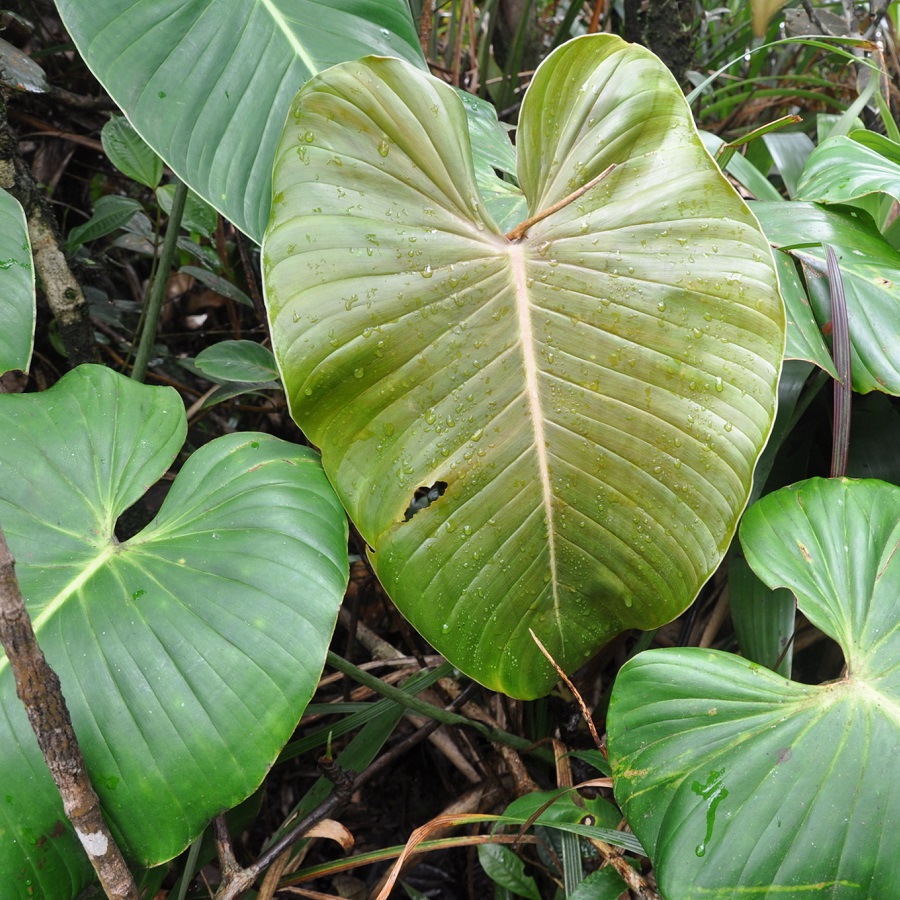 Philodendron tysonii