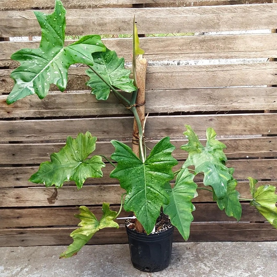 Philodendron venustifoliatum