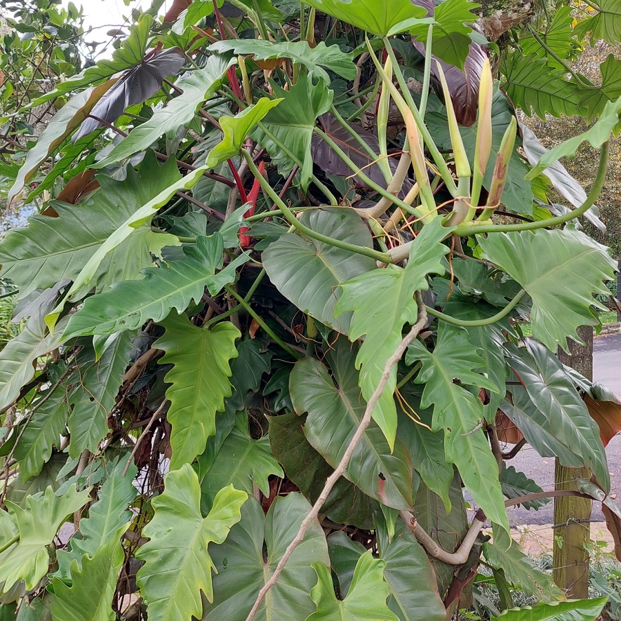 Philodendron venustum