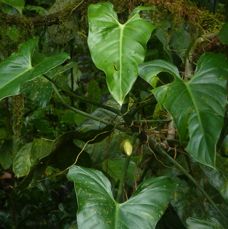 Philodendron wilburii