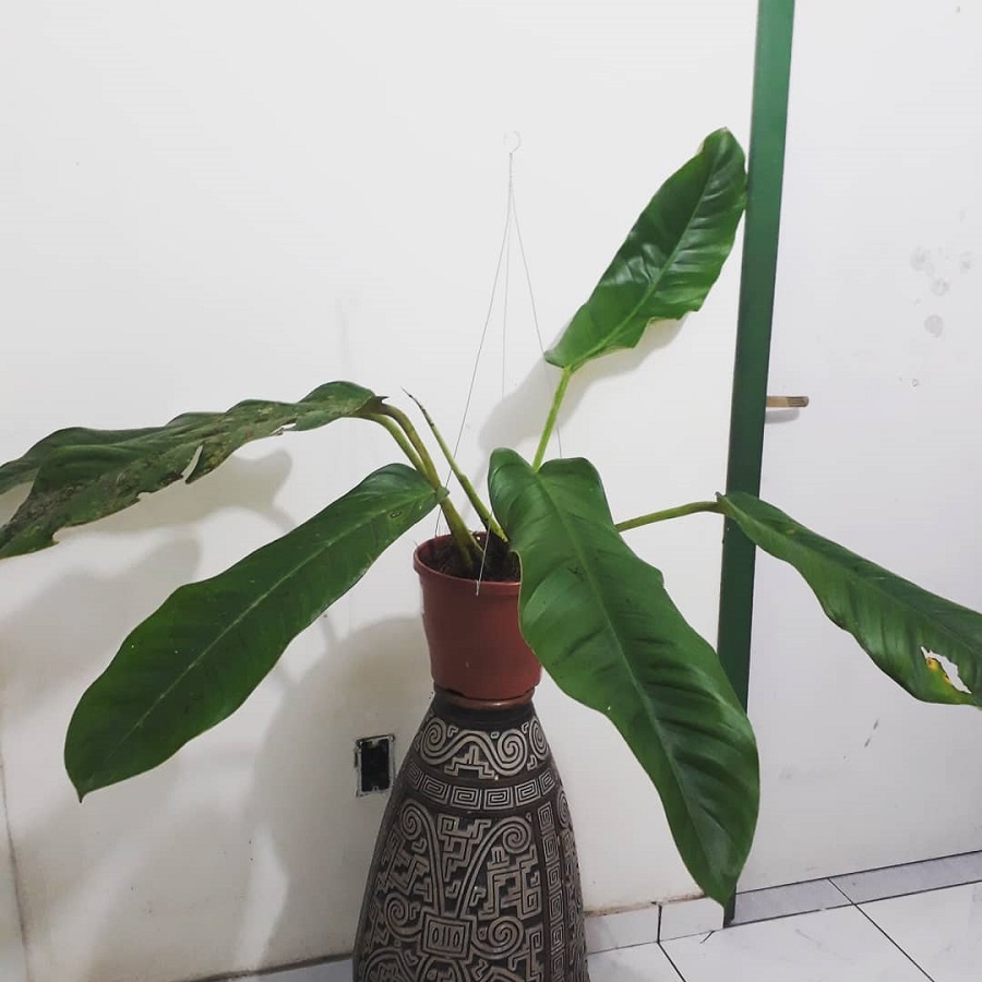 Philodendron wittianum