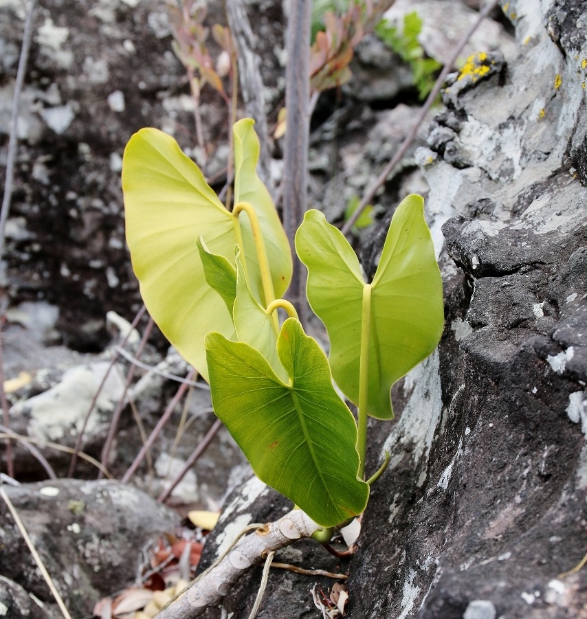 Philodendron wullschlaegelii